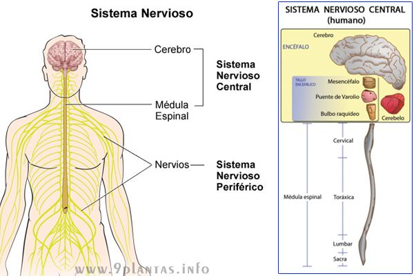 Sistema nervioso, la importancia de mantenerlo saludable