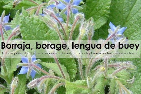 Borraja, borage, lengua de buey (Borrago Officinalis)