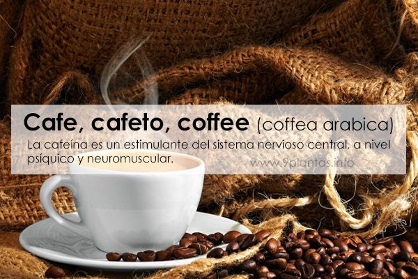 Cafe, cafeto, coffee (coffea arabica)