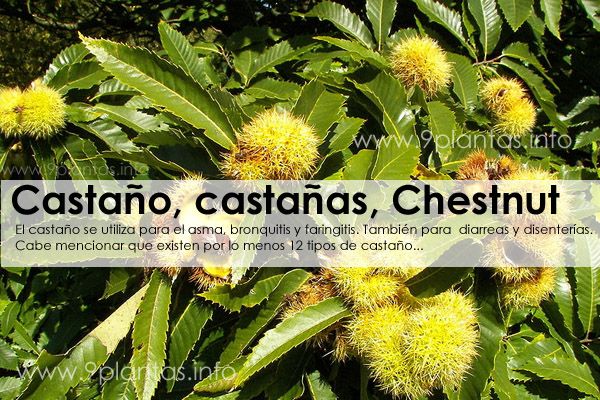 Castaño, castañas, Chestnut (Castanea Sativa Mill.)
