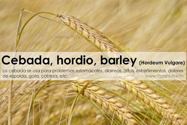 Cebada, hordio, barley (Hordeum Vulgare)