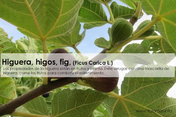 Higuera, higos, fig, (Ficus Carica L.)