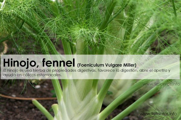 Hinojo, fennel (Foeniculum Vulgare Miller)