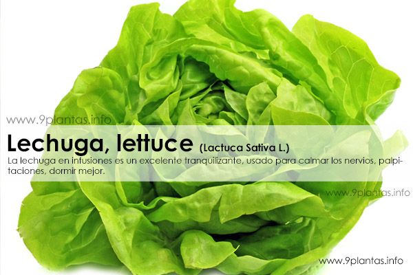 Lechuga, lettuce (Lactuca Sativa L.)