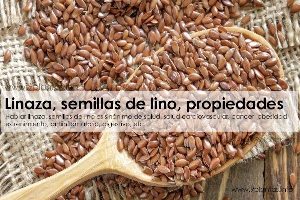Linaza, semillas de lino propiedades (Linum usitatissium L.)