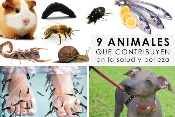 9 animales que contribuyen en la salud y belleza