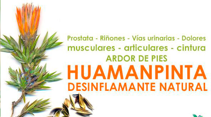 Huamanpinta planta medicinal