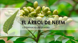 Neem