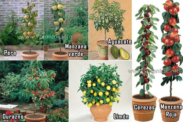 Arboles que puedes cultivar en tu jardín