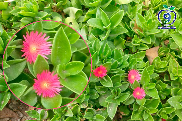 Aptenia cordifolia