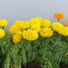 Marigold