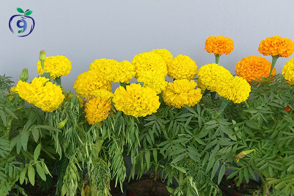 Marigold