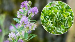 Alfalfa Medicago Sativa L.