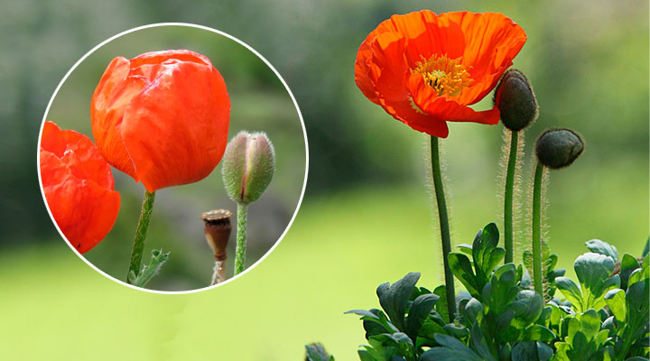 Amapola silvestre Papaver Rhoeas L.