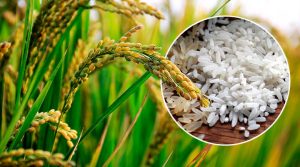 Arroz Oryza Sativa