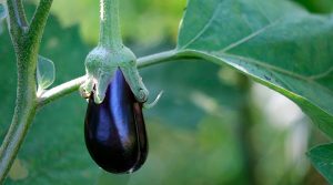 Berenjena, eggplant Solanum melongena