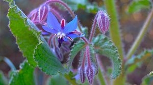 Borraja Borago Officinalis