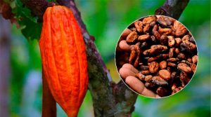 Cacao Theobroma cacao
